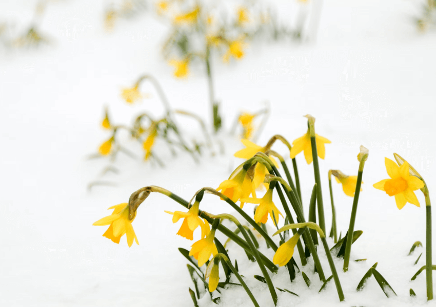 plantas no inverno