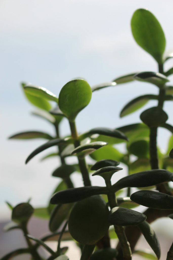 plantas que atraem dinheiro