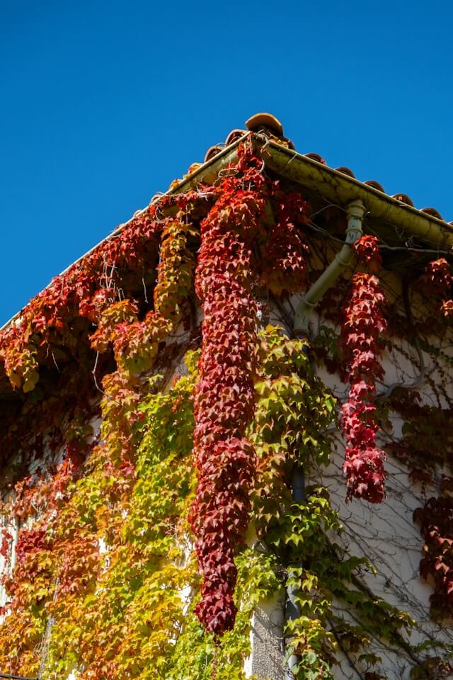 Trepadeira Falsa Vinha uma Beleza Vertical