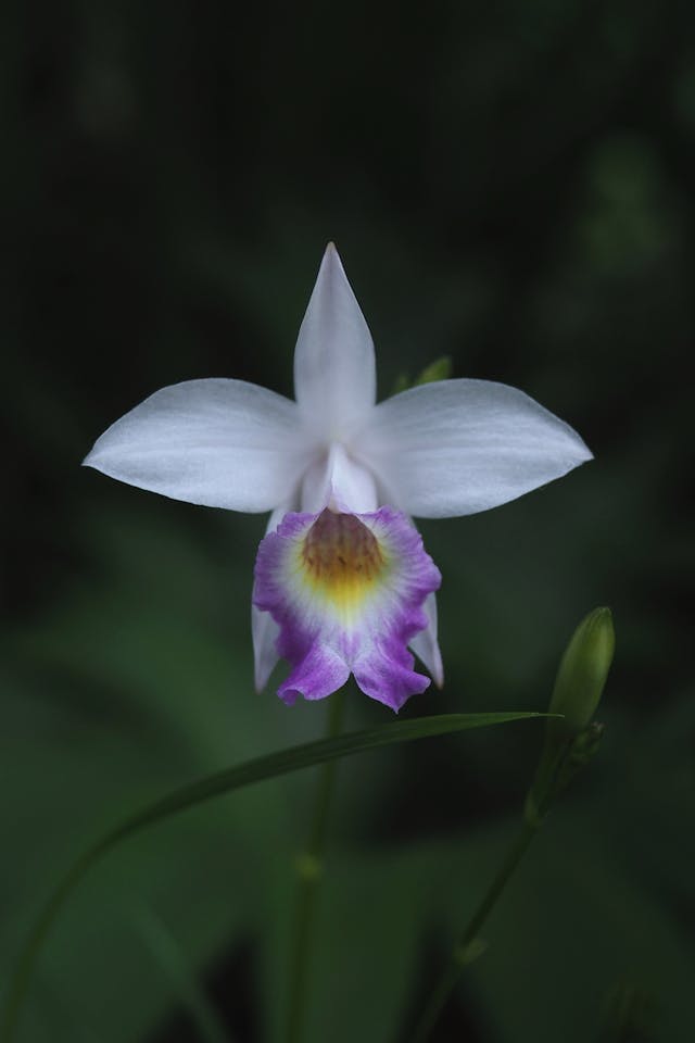 Orquídea bambu - Como Cultivar