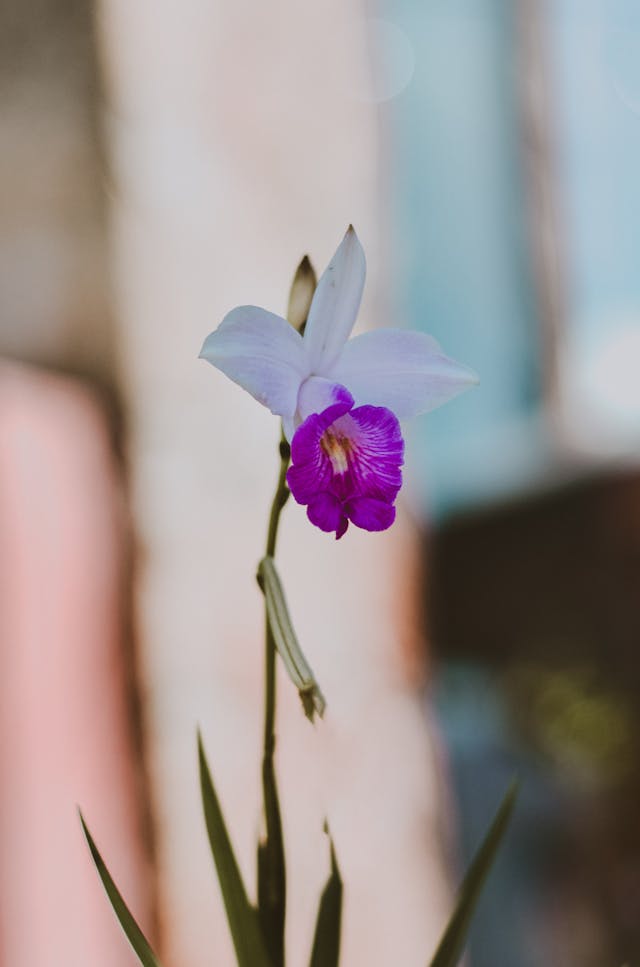 Orquídea bambu - Como Cultivar