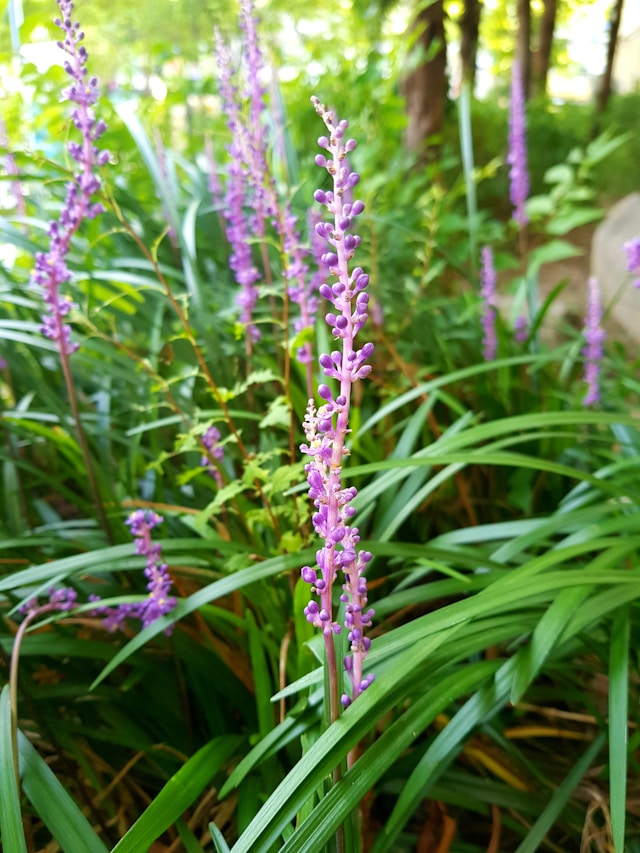 Barba de Serpente: Tudo sobre a Planta Liriope muscari