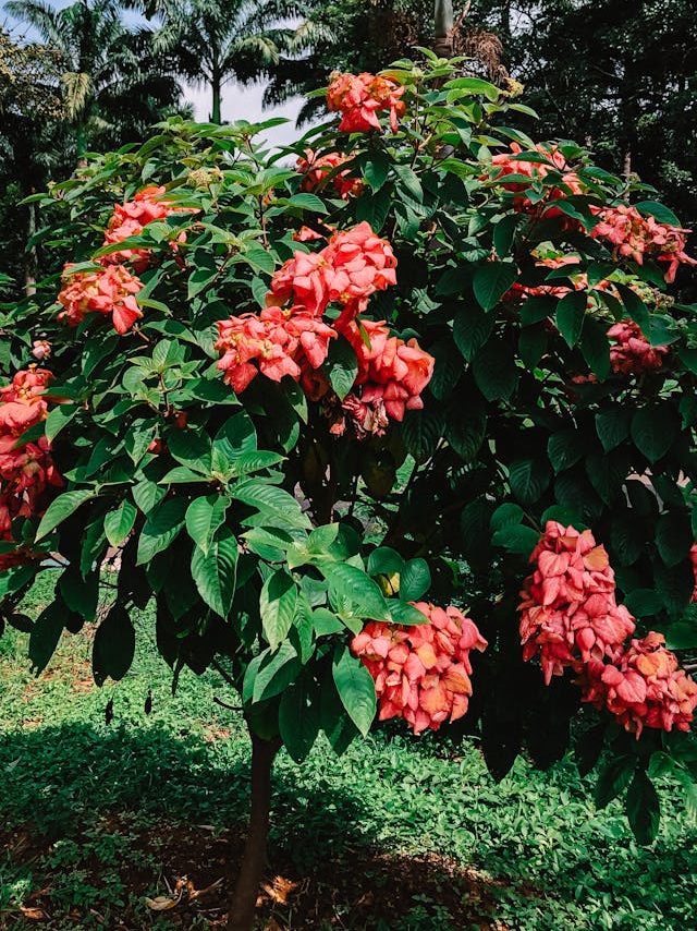 Mussaenda erythrophylla o Arbusto perfeito para seu jardim