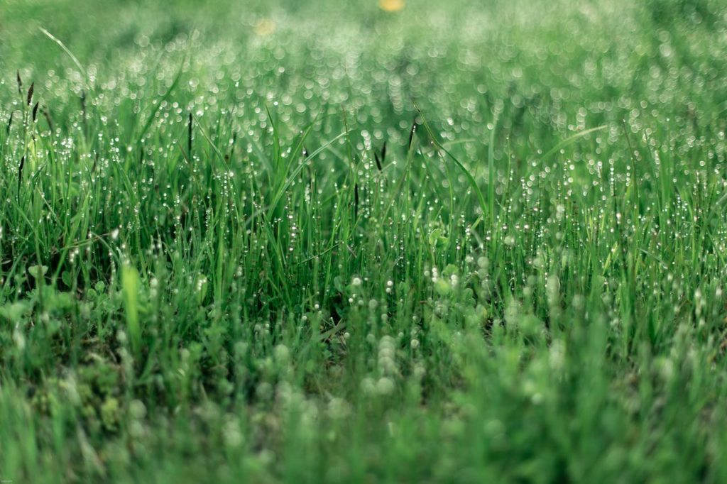 Grama Líquida: A Solução Sustentável para Seu Jardim