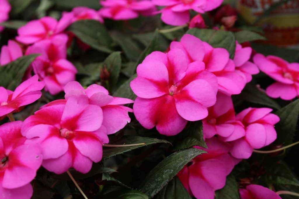 Beijo Alemão com flores o ano todo