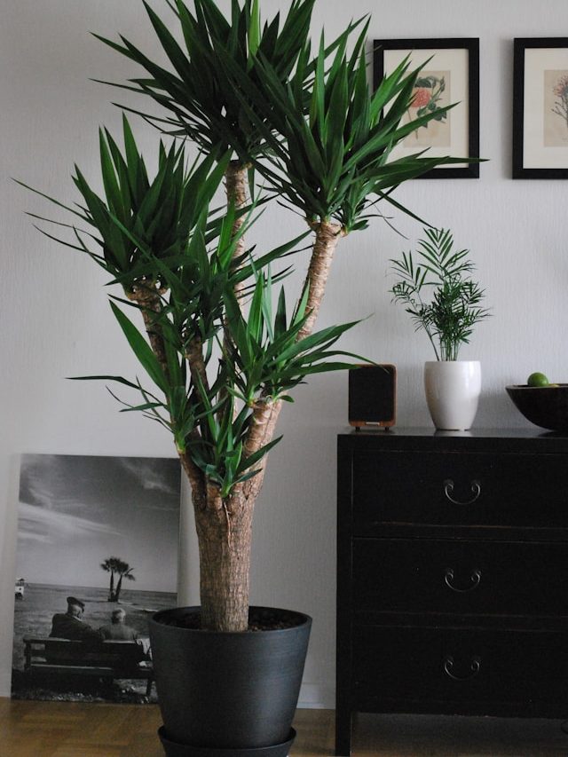 Yucca elephantipes Tudo o que você precisa saber