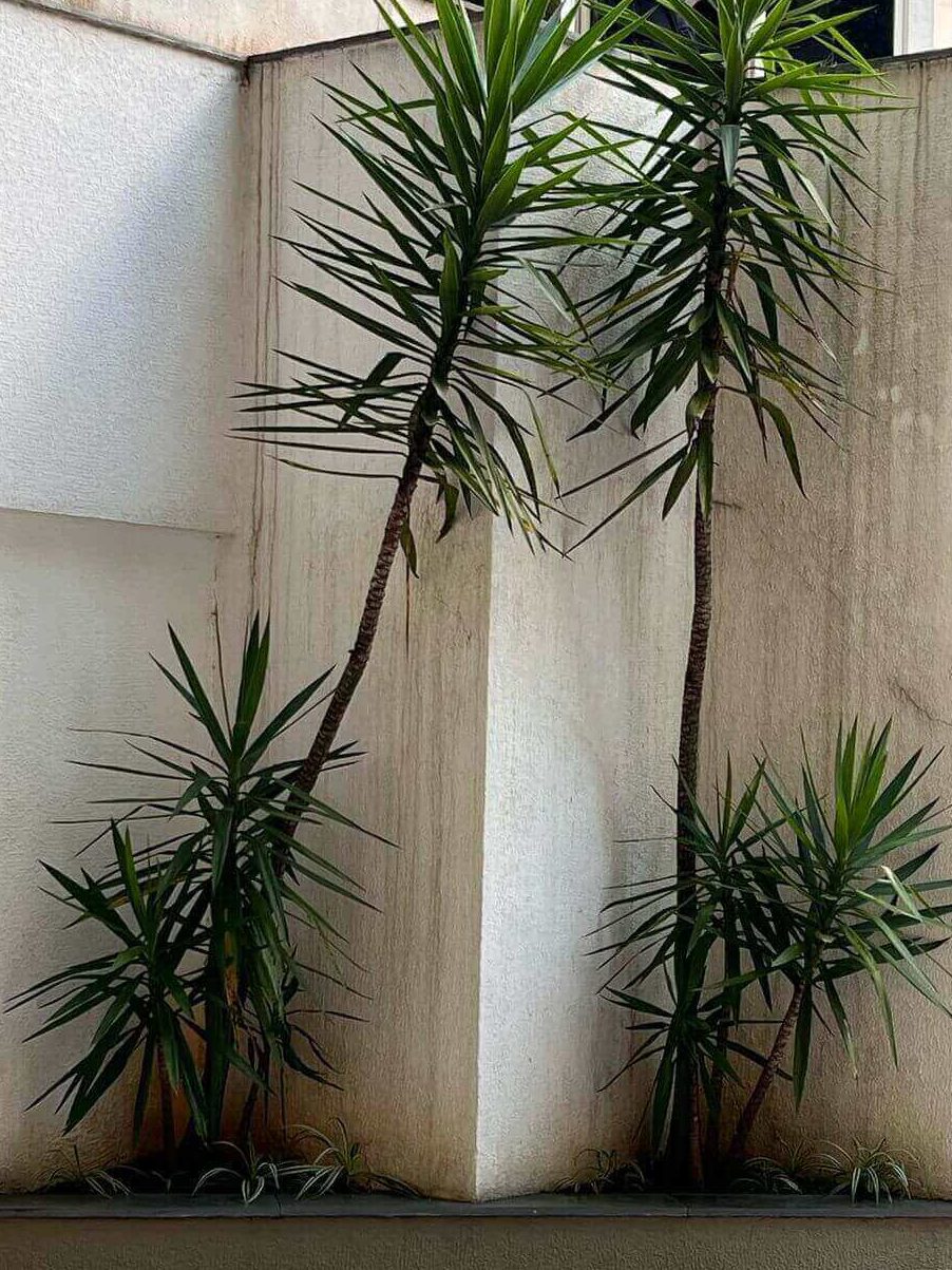 Yucca elephantipes Tudo o que você precisa saber