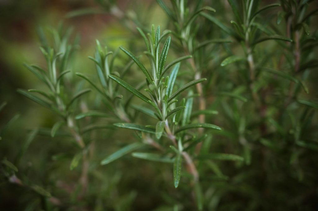 Plantas para afastar baratas