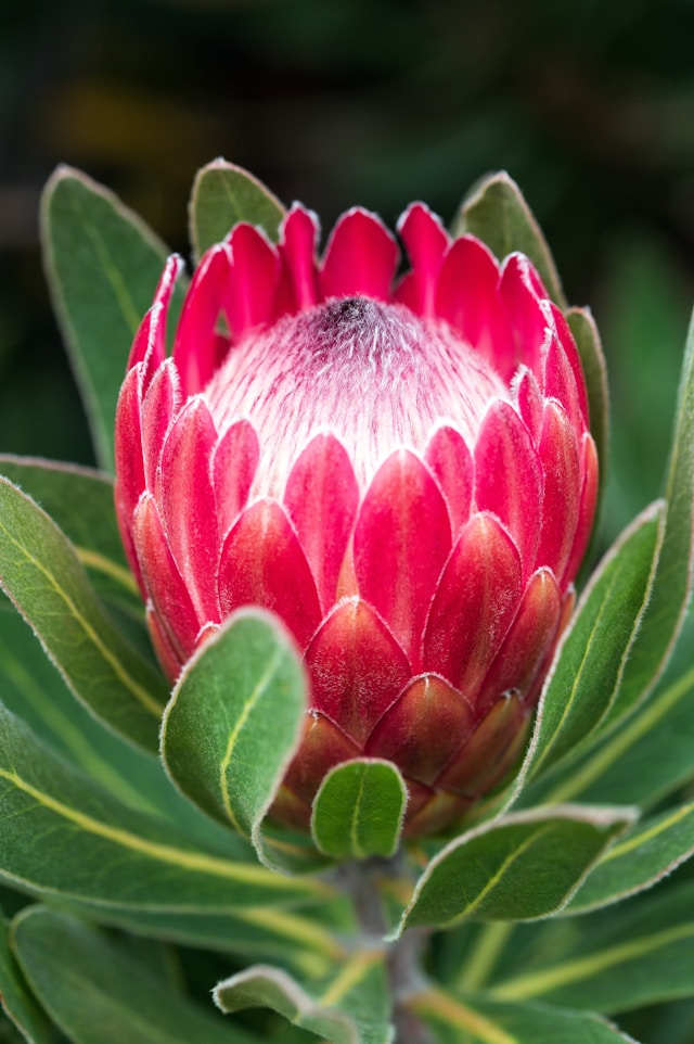 Protea: A flor da época dos dinossauros