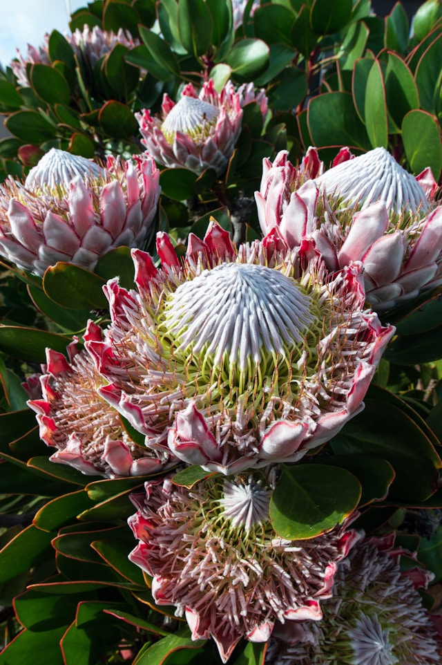 Protea: A flor da época dos dinossauros