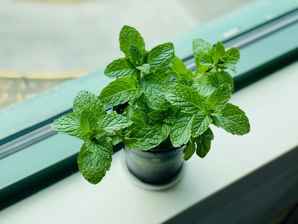 Por que as plantas compradas no mercado morrem? como evitar