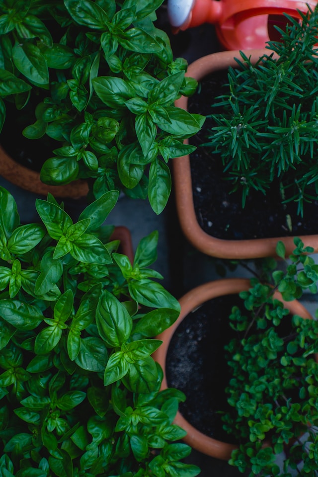 Por que as plantas compradas no mercado morrem? como evitar