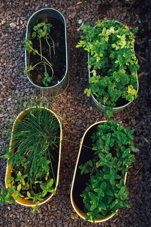 Por que as plantas compradas no mercado morrem? como evitar