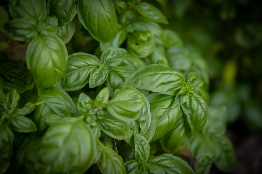 Plantas para afastar baratas