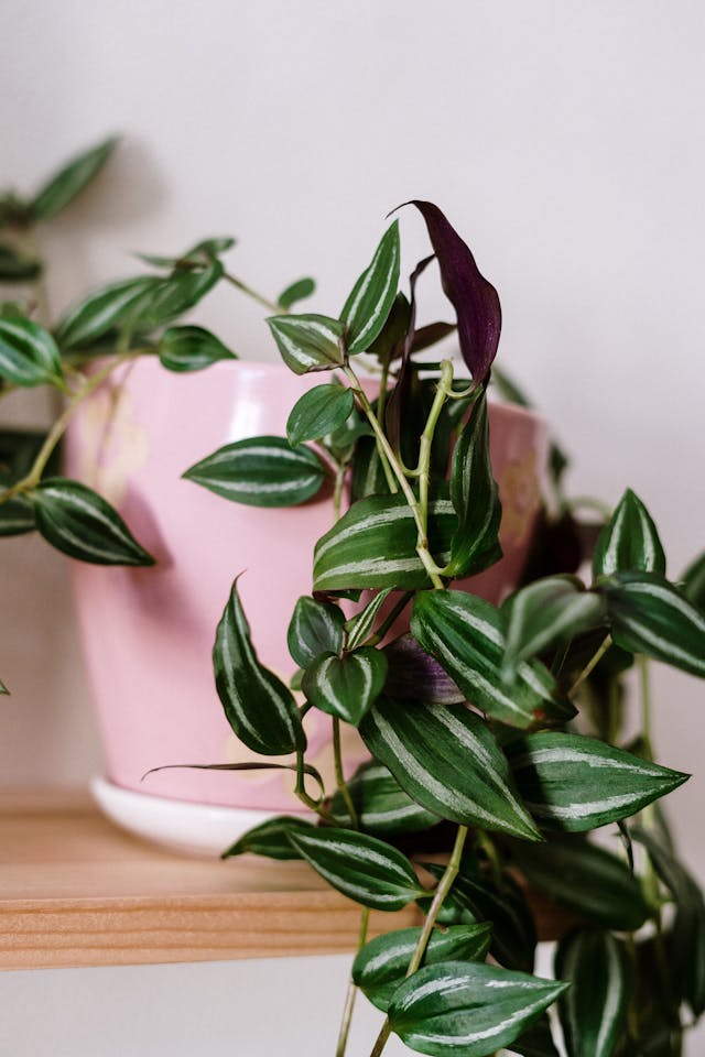 Véu-de-Noiva (Tradescantia/Gibasis): Um charme pendente