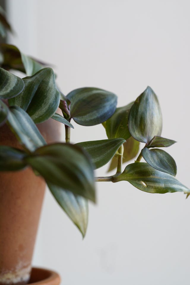 Véu-de-Noiva (Tradescantia/Gibasis): Um charme pendente