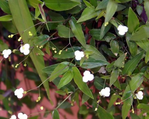 Véu-de-Noiva (Tradescantia/Gibasis): Um charme pendente