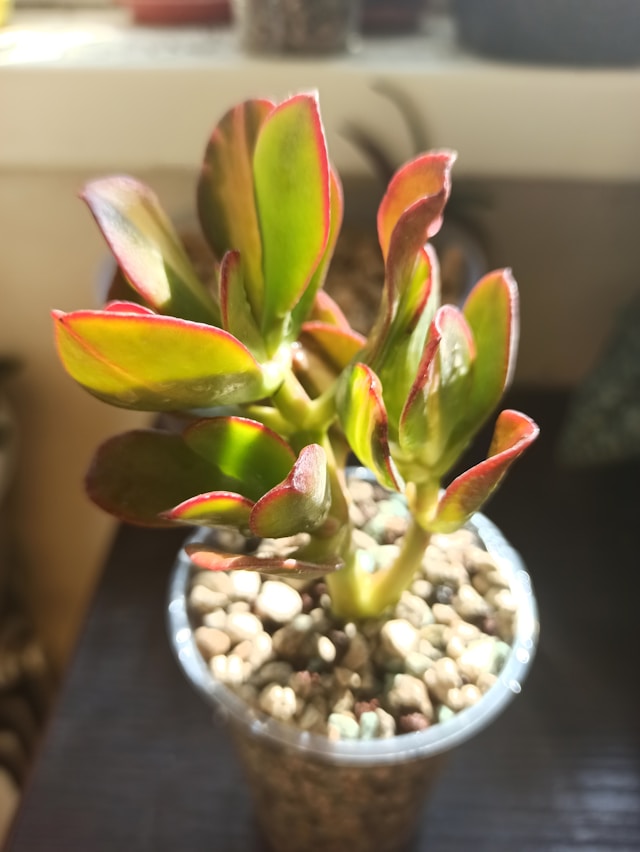 Plantas que Precisam de Cuidado no Inverno