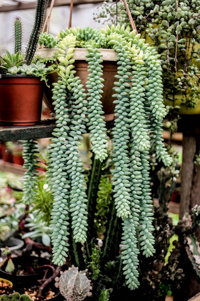 Plantas que Precisam de Cuidado no Inverno