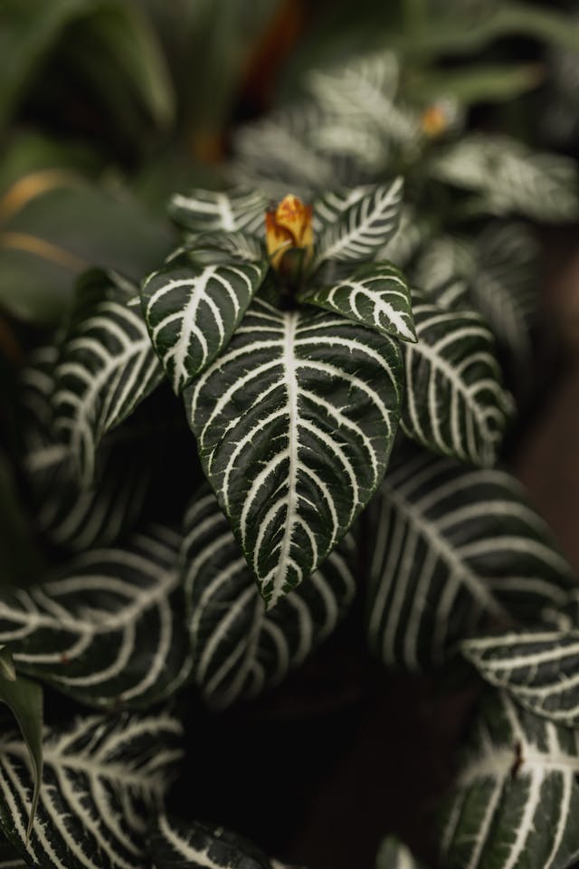 Plantas que Precisam de Cuidado no Inverno