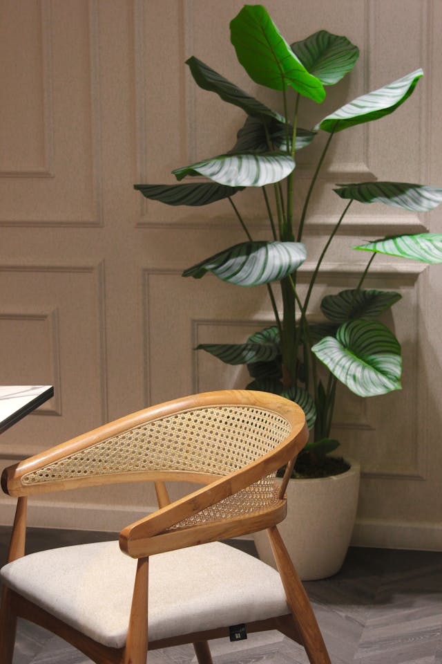 Plantas que Precisam de Cuidado no Inverno