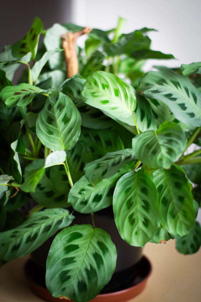Plantas que Precisam de Cuidado no Inverno