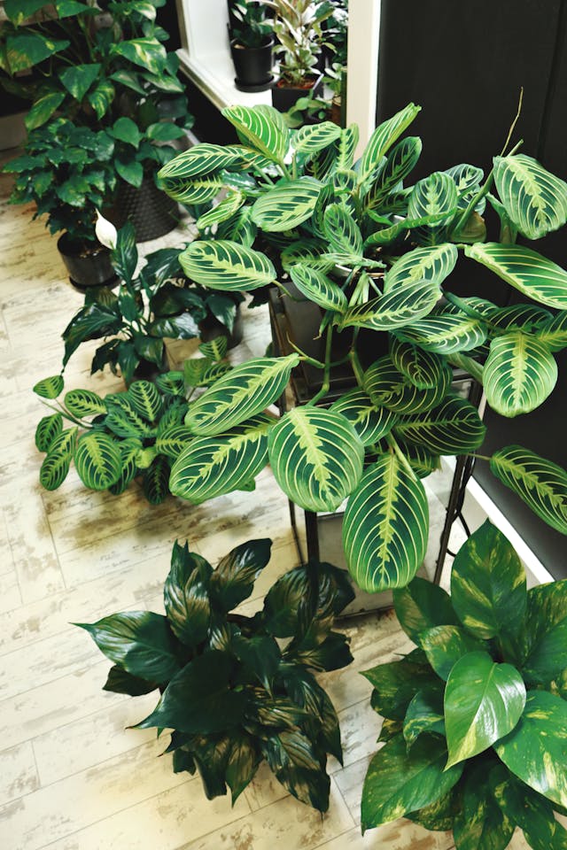 Plantas que Precisam de Cuidado no Inverno