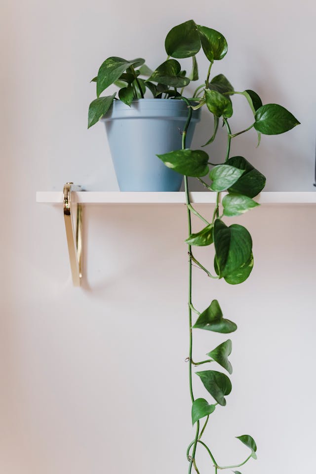 Plantas que Precisam de Cuidado no Inverno
