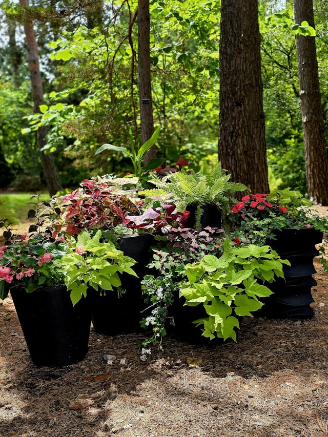 Plantas que Precisam de Cuidado no Inverno