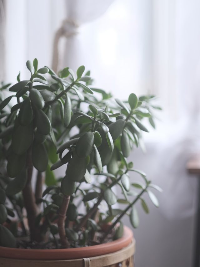 Plantas que Precisam de Cuidado no Inverno