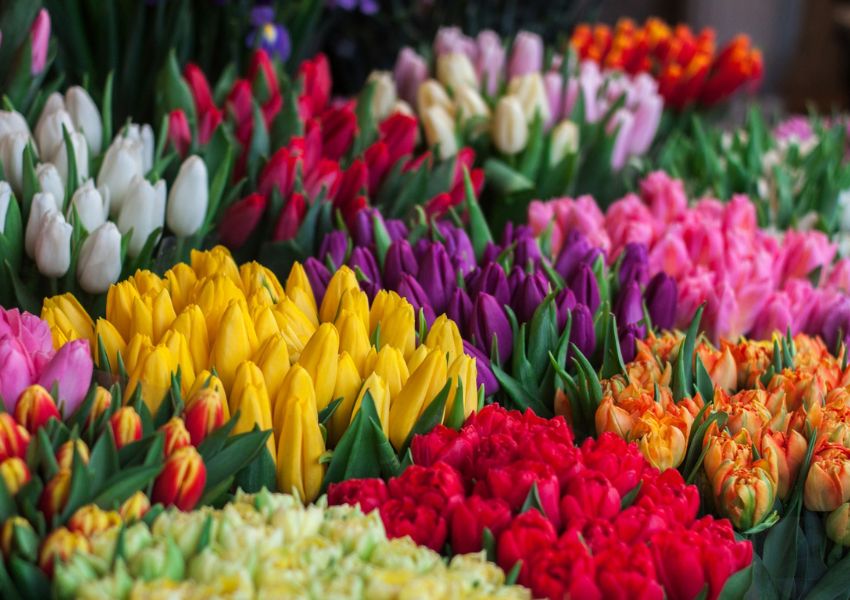 Tulipas é uma escolha poderosa na decoração