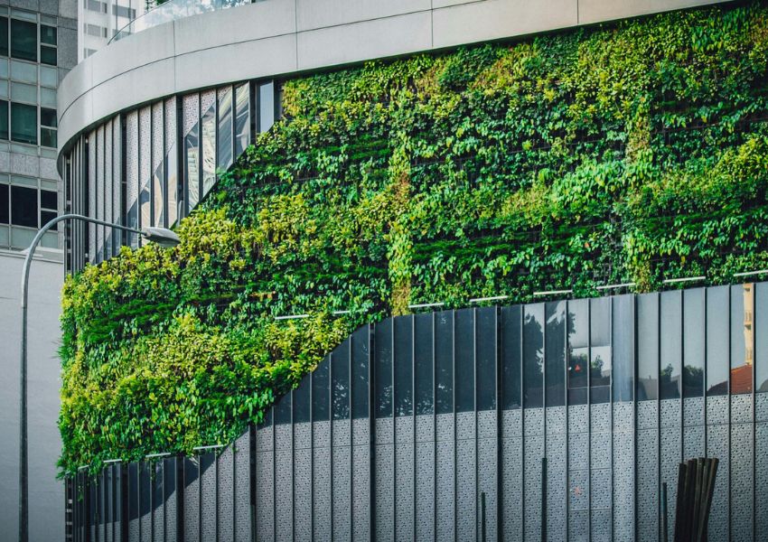 Jardim Vertical Natural: dicas de plantas e manutenção